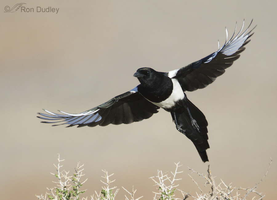 black-billed magpie 1289 ron dudley