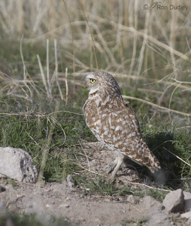 burrowing owl 0973 ron dudley