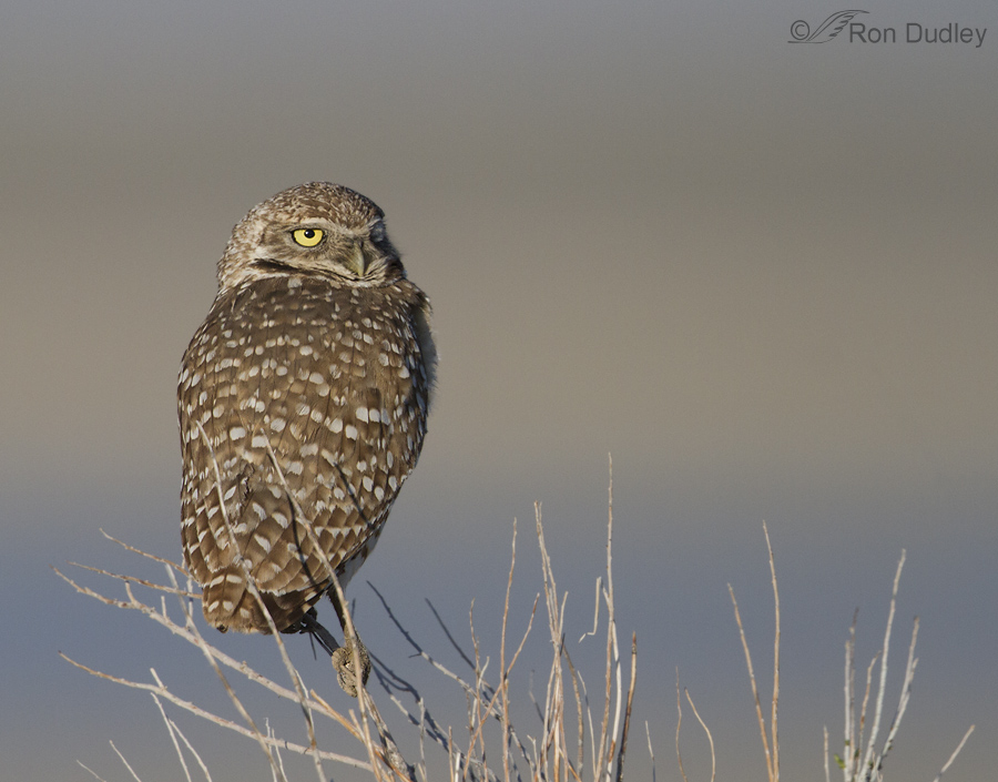 burrowing owl 1682b ron dudley