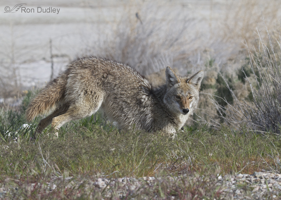 coyote 1185 ron dudley