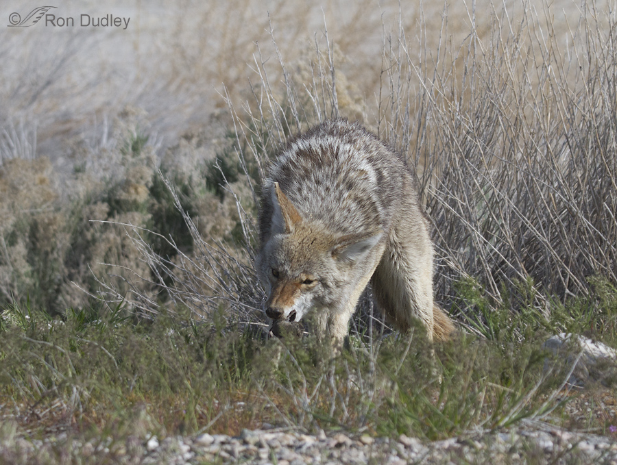 coyote 1207 ron dudley