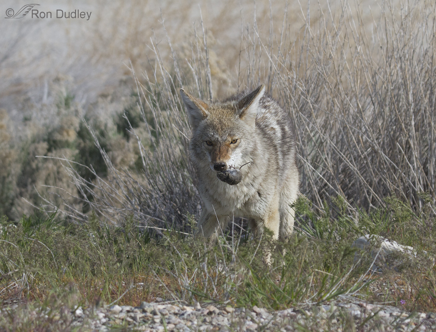 coyote 1215 ron dudley