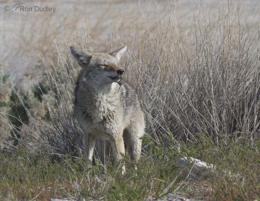 coyote 1223 ron dudley