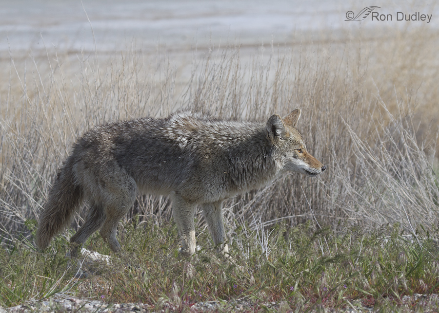 coyote 1229 ron dudley