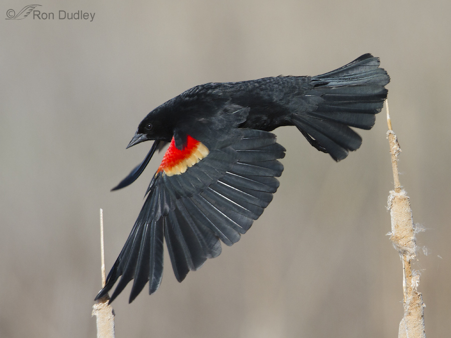 red-winged blackbird 1360 ron dudley