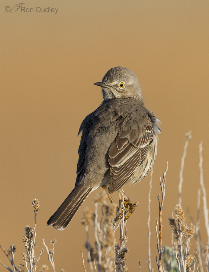 sage thrasher 2732 ron dudley