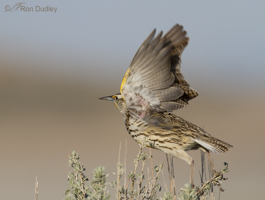 western meadowlark 2494 ron dudley
