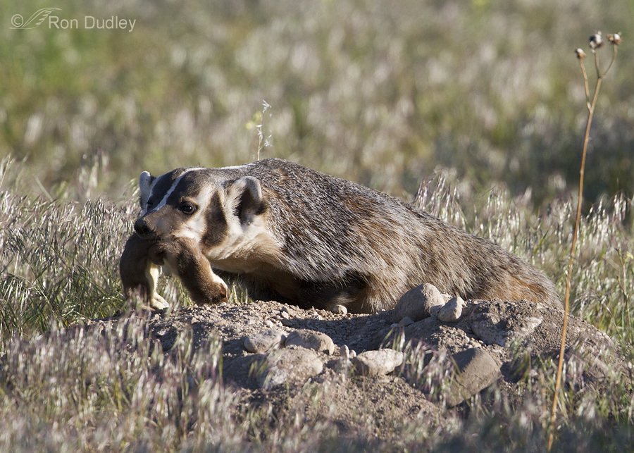 badger 9997 ron dudley