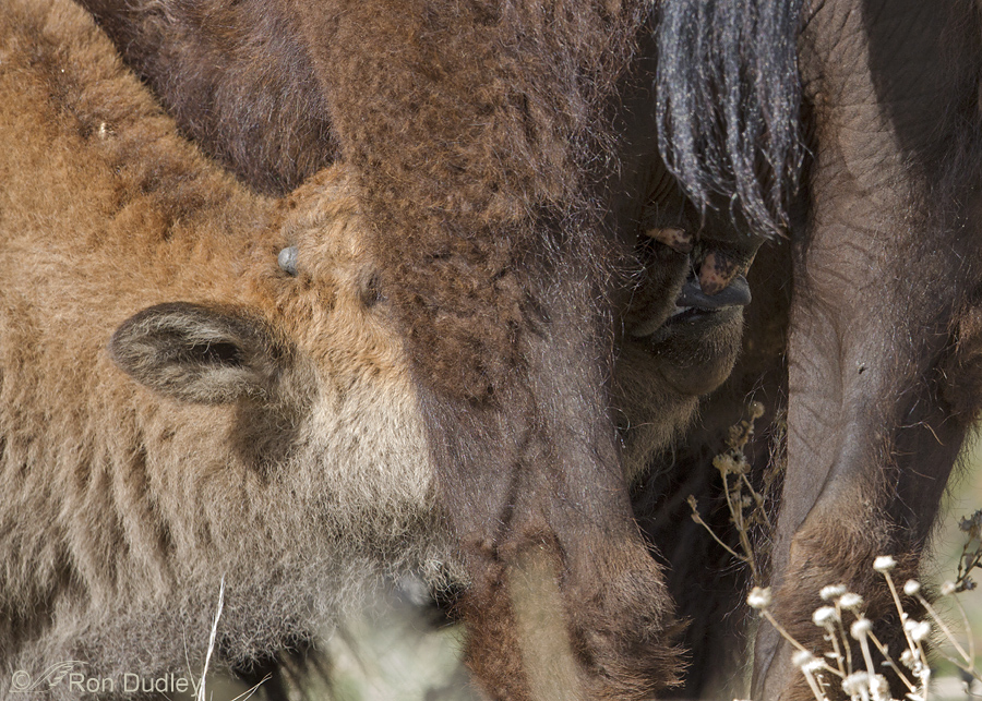 bison 7057 ron dudley
