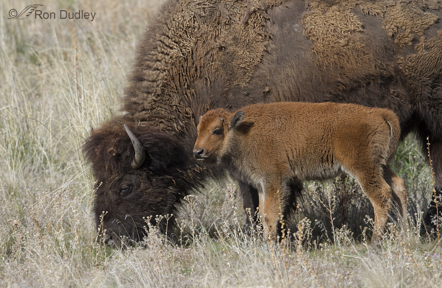 bison 7084 ron dudley