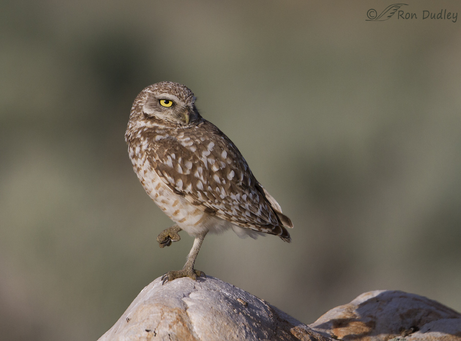 burrowing owl 9138 ron dudley
