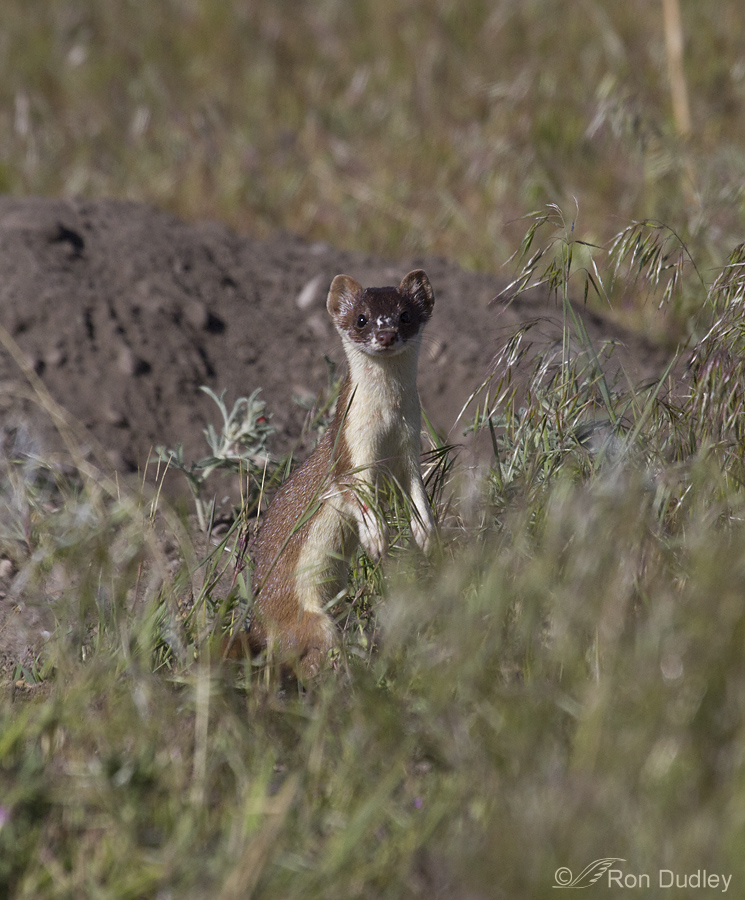 long-tailed weasel 1974 ron dudley