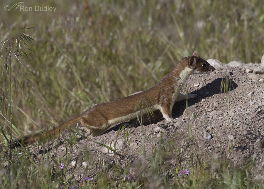 long-tailed weasel 1996 ron dudley