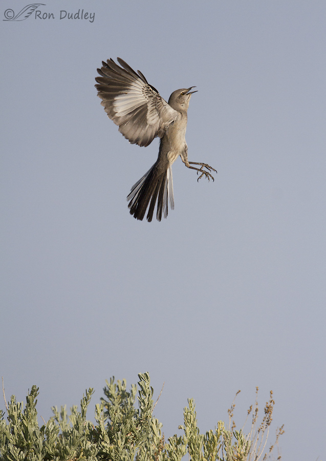 northern mockingbird 2734 ron dudley