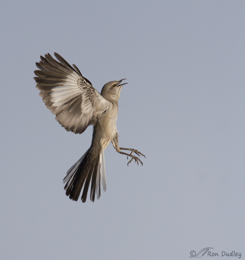 northern mockingbird 2734b ron dudley