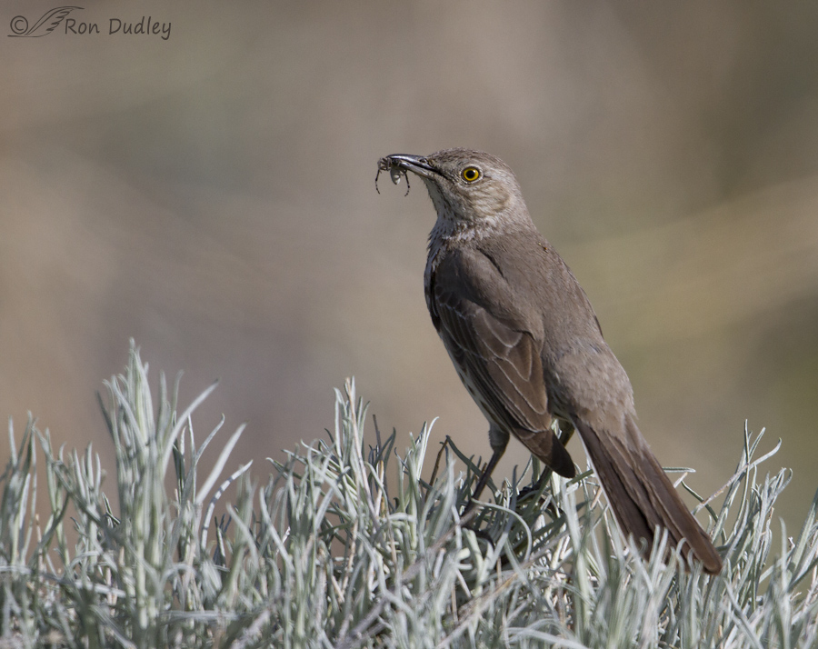 sage thrasher 2466 ron dudley