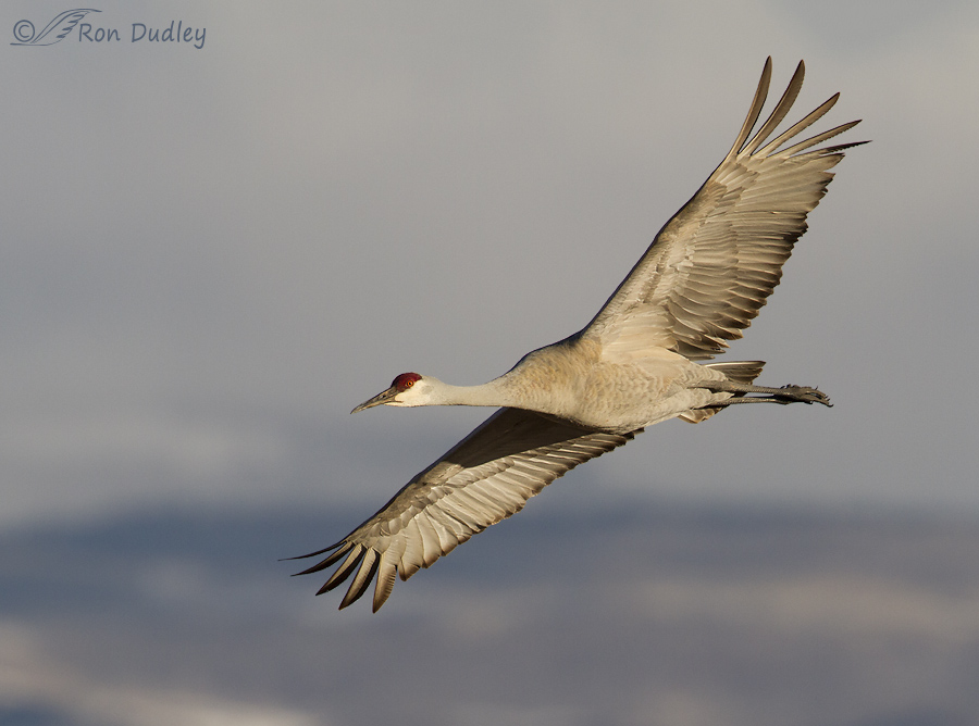 sandhill crane 9656 ron dudley