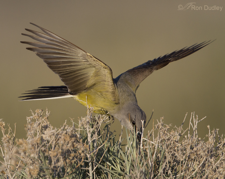 western kingbird 8816 ron dudley