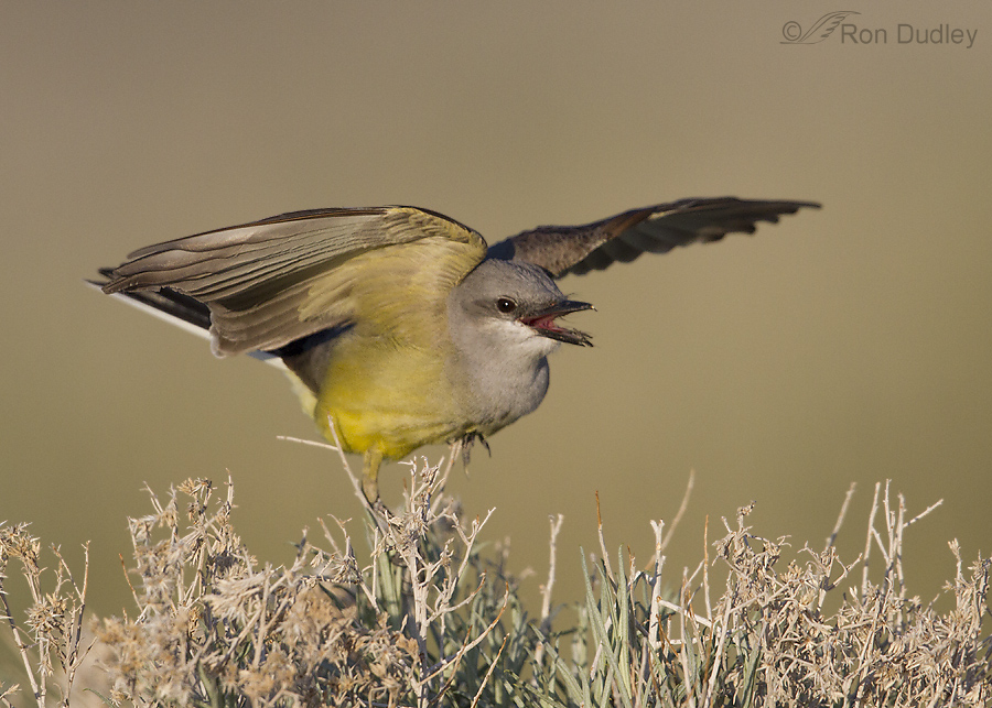 western kingbird 8818 ron dudley