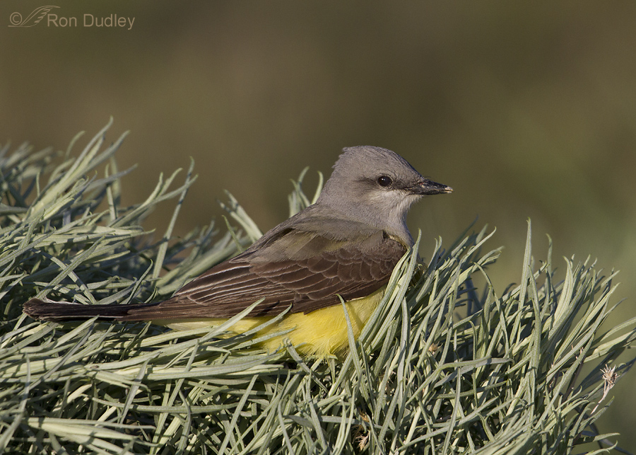 western kingbird 8980 ron dudley