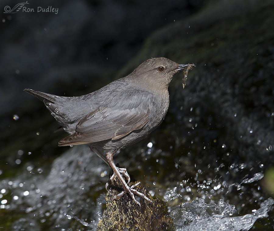 american dipper 7196 ron dudley