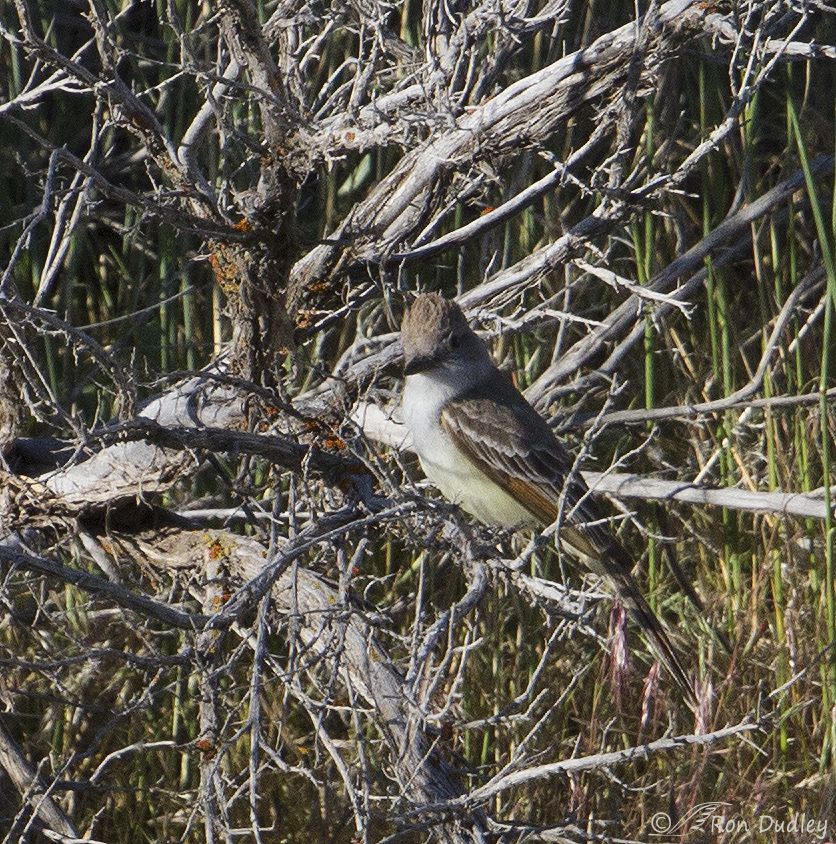 ash-throated flycatcher