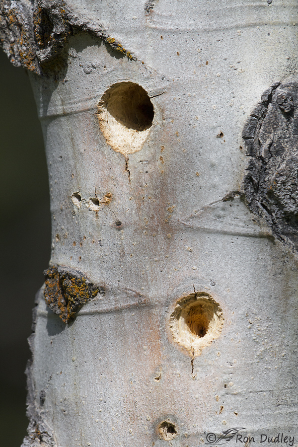 aspen with nest holes 5901 ron dudley