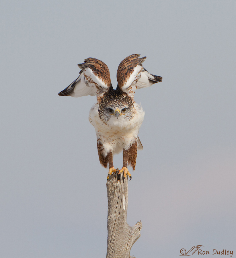 ferruginous hawk 3128 ron dudley