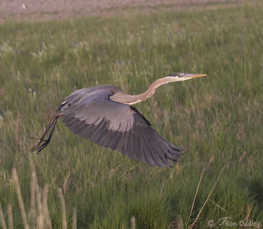 great blue heron 2254 ron dudley