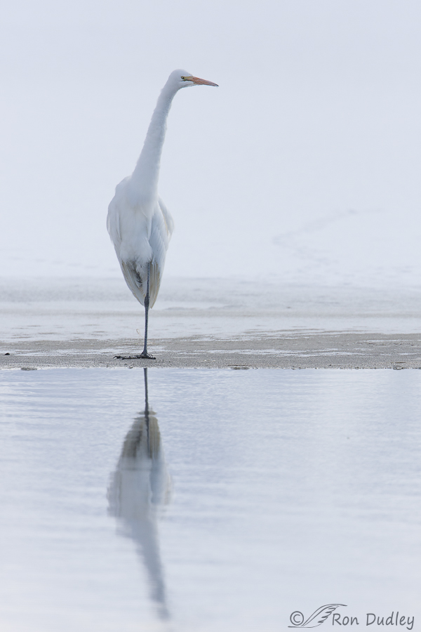 great egret 3474 ron dudley