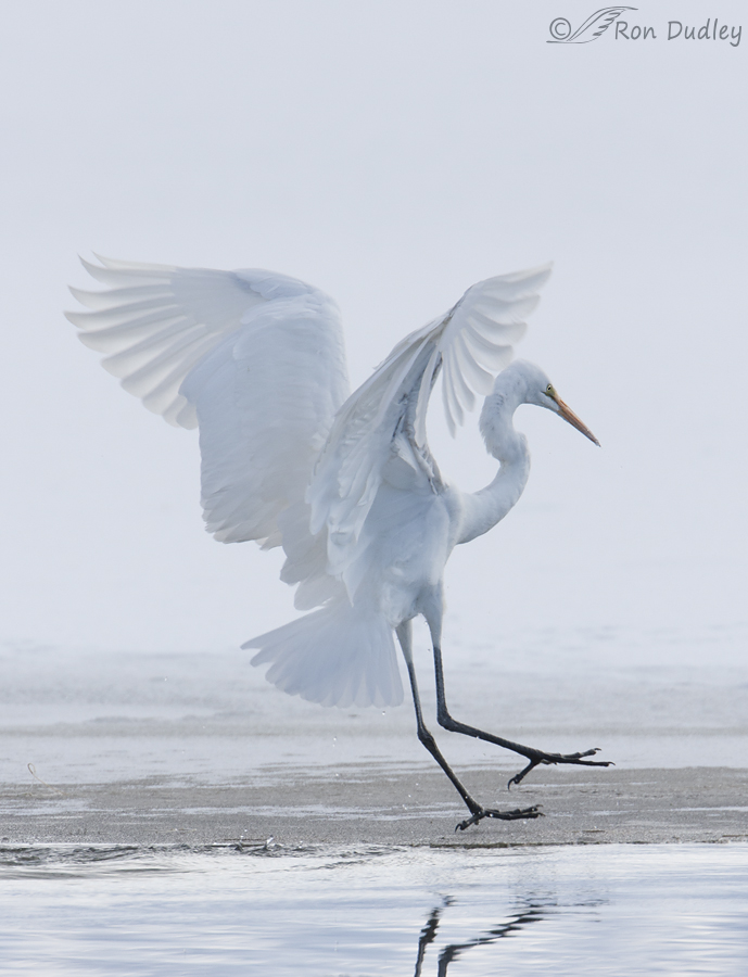 great egret 3489 ron dudley