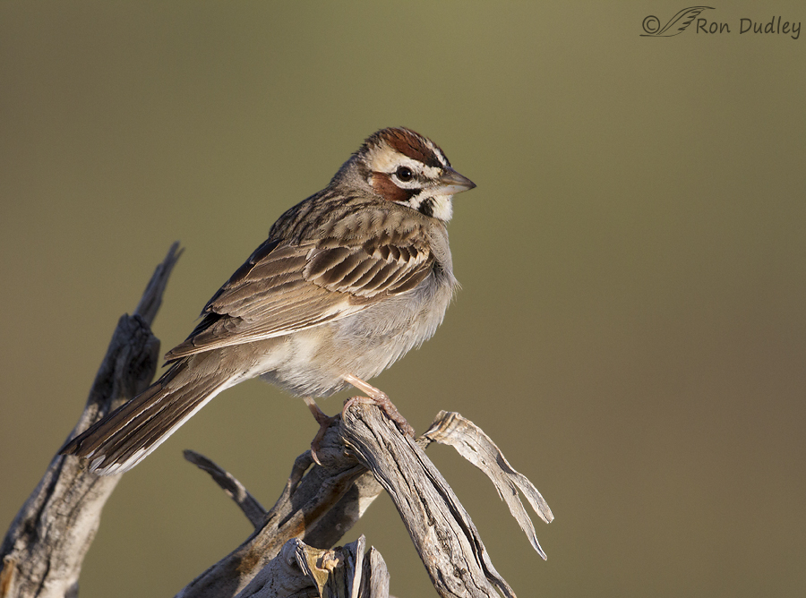 lark sparrow 2176 ron dudley
