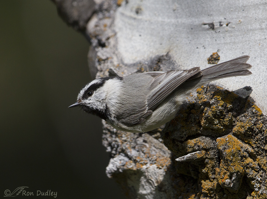 mountain chickadee 4750 ron dudley