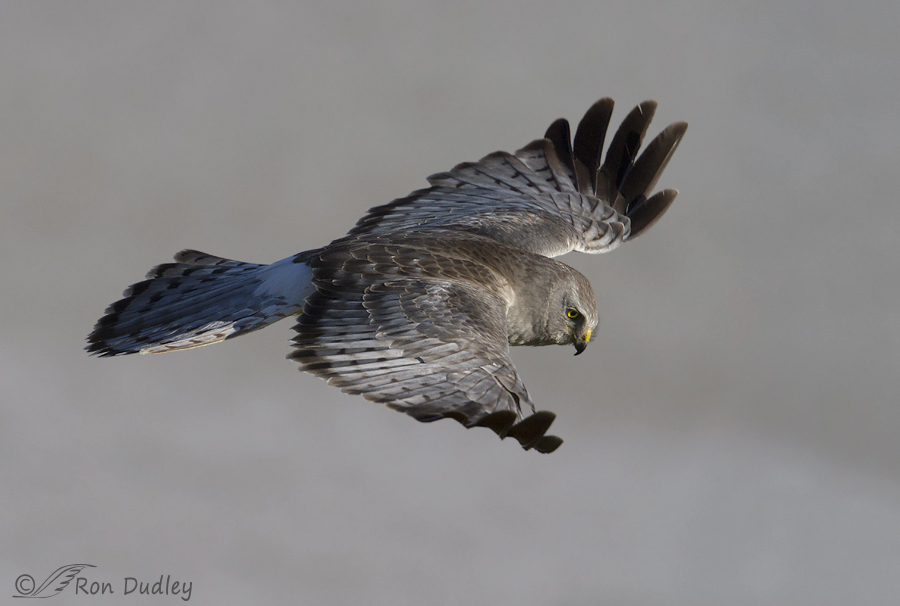 northern harrier 7380 ron dudley