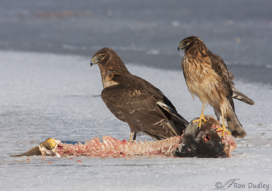northern harrier 8443 ron dudley