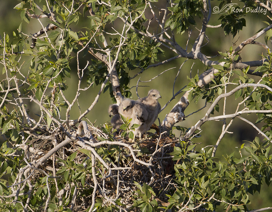 red-tailed hawk 7217 ron dudley
