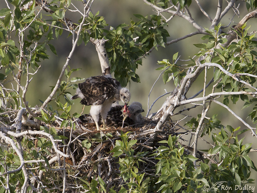 red-tailed hawk 8672 ron dudley