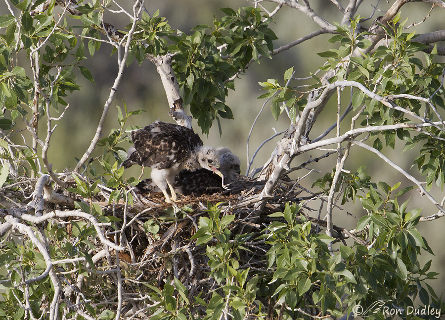 red-tailed hawk 8696 ron dudley