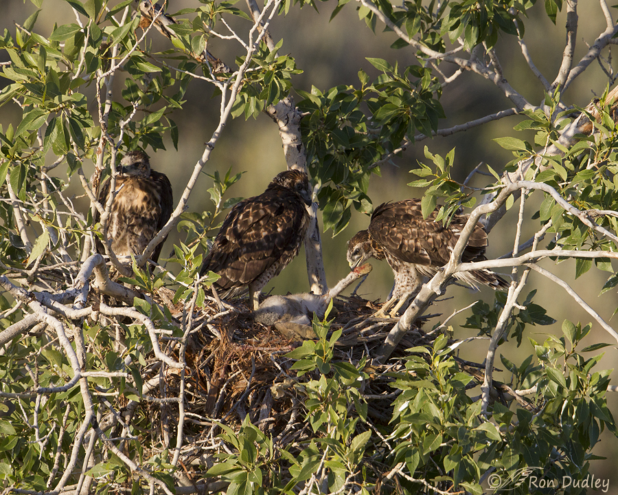 red-tailed hawk 9165 ron dudley