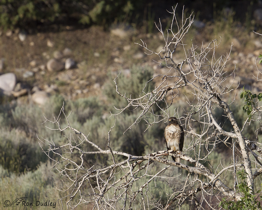 red-tailed hawk 9269 ron dudley
