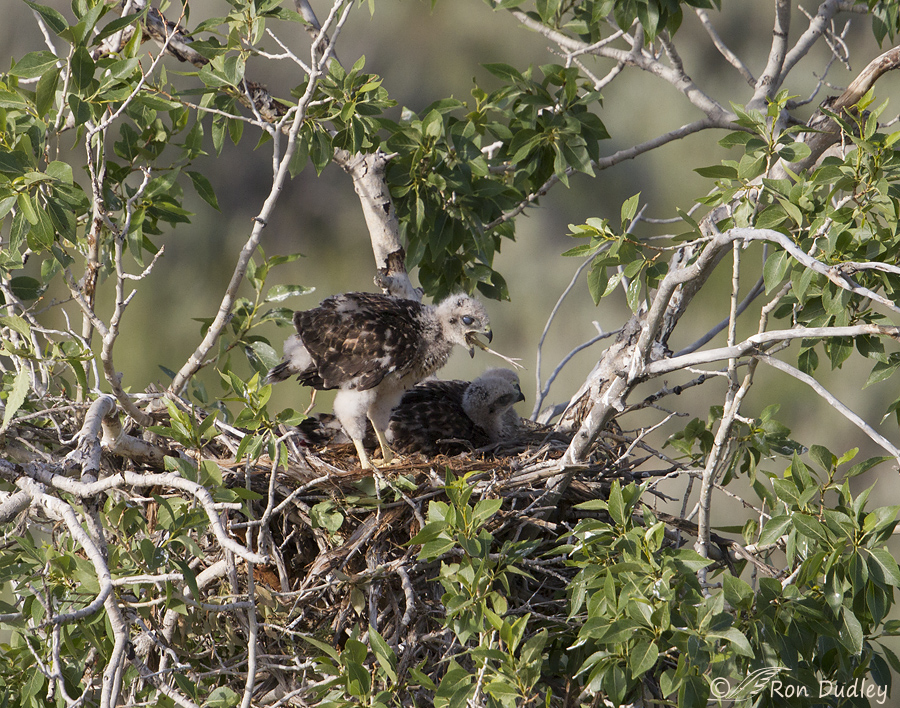 red-tailed hawks 8680 ron dudley