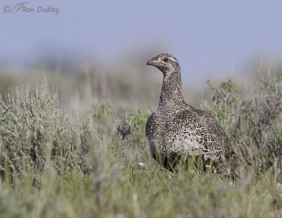 sage grouse 5721 ron dudley