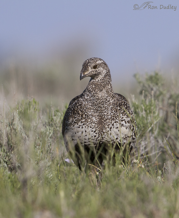 sage grouse 5729 ron dudley