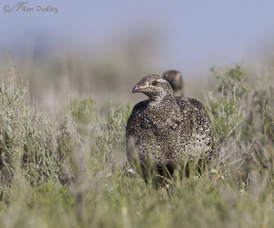 sage grouse 5730 ron dudley