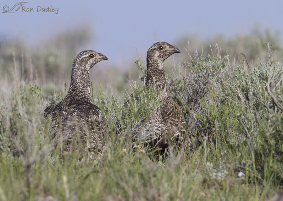 sage grouse 5754 ron dudley