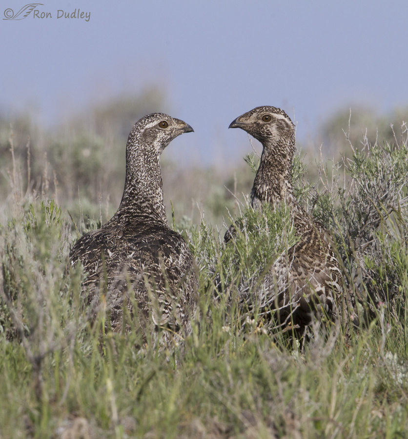 sage grouse 5775 ron dudley