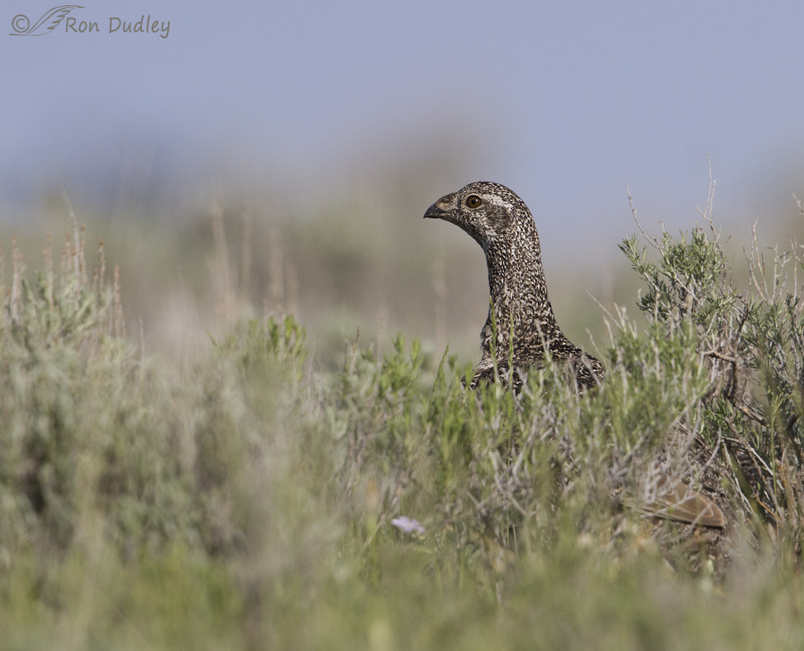 sage grouse 5784 ron dudley