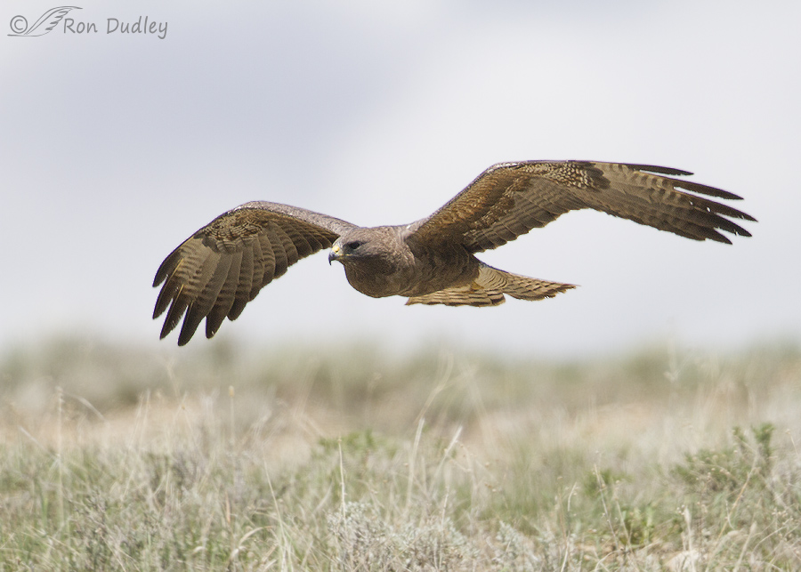 swainson's hawk 3870 ron dudley
