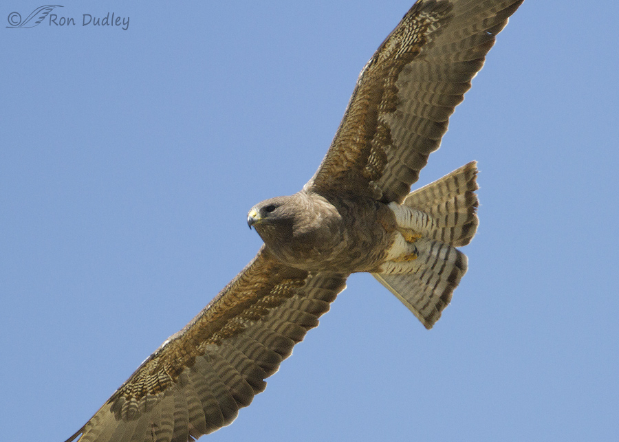 swainson's hawk 3889 ron dudley