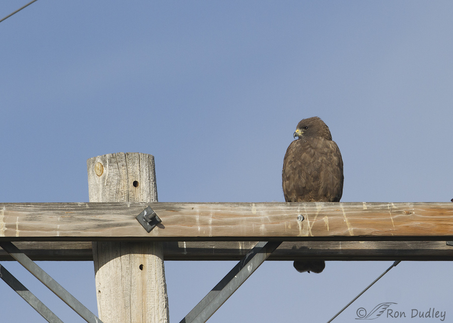 swainson's hawk 5579 ron dudley